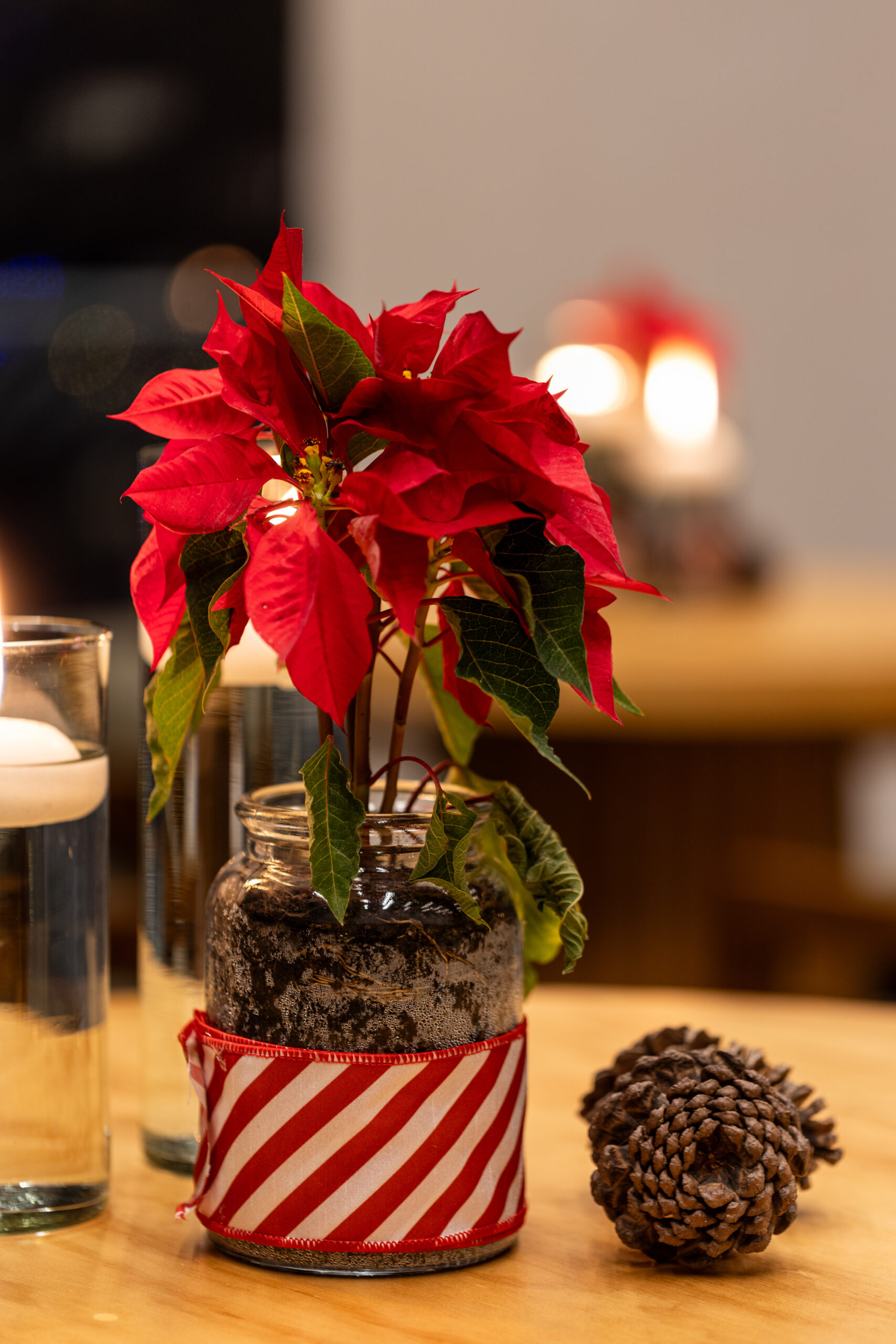 12-12-25-DEIACO-BOSQUE-REAL